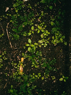 Dark soil is covered with small, vibrant green seedlings and sprouts, scattered across the surface. Tiny twigs and pieces of organic matter are interspersed throughout the area, providing a natural, earthy texture.