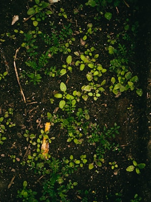 Dark soil is covered with small, vibrant green seedlings and sprouts, scattered across the surface. Tiny twigs and pieces of organic matter are interspersed throughout the area, providing a natural, earthy texture.