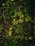 Dark soil is covered with small, vibrant green seedlings and sprouts, scattered across the surface. Tiny twigs and pieces of organic matter are interspersed throughout the area, providing a natural, earthy texture.