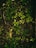 Dark soil is covered with small, vibrant green seedlings and sprouts, scattered across the surface. Tiny twigs and pieces of organic matter are interspersed throughout the area, providing a natural, earthy texture.