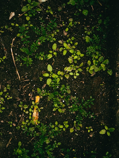 Dark soil is covered with small, vibrant green seedlings and sprouts, scattered across the surface. Tiny twigs and pieces of organic matter are interspersed throughout the area, providing a natural, earthy texture.