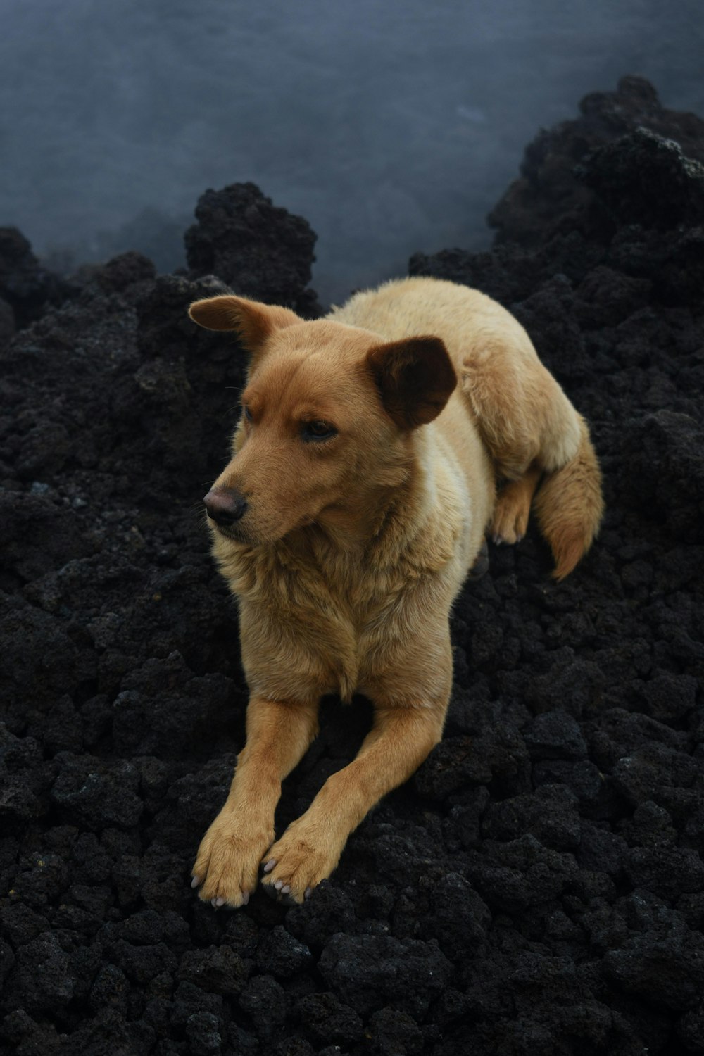 a brown dog laying on top of a pile of black rocks