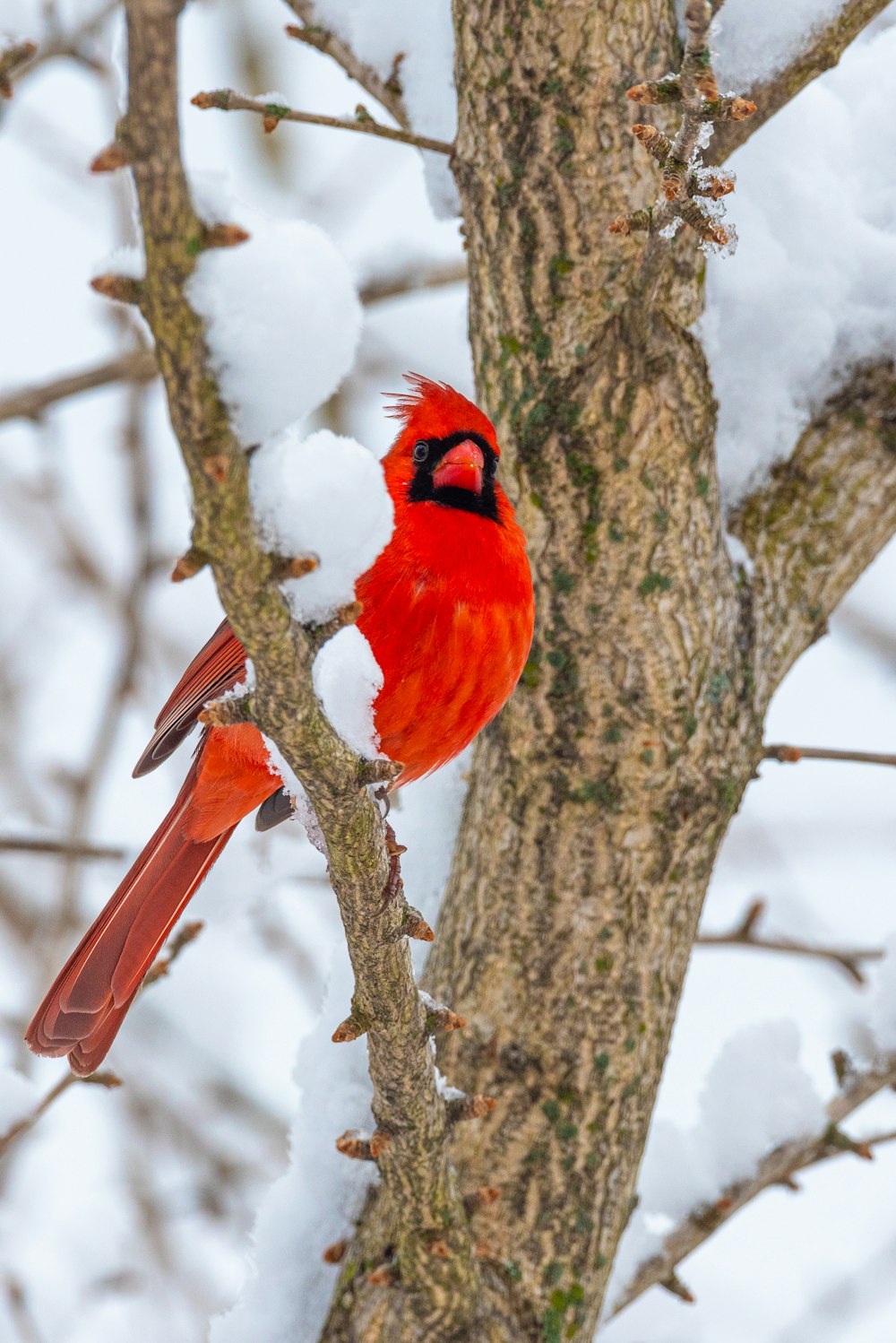 a red bird perched on a tree branch in the snow