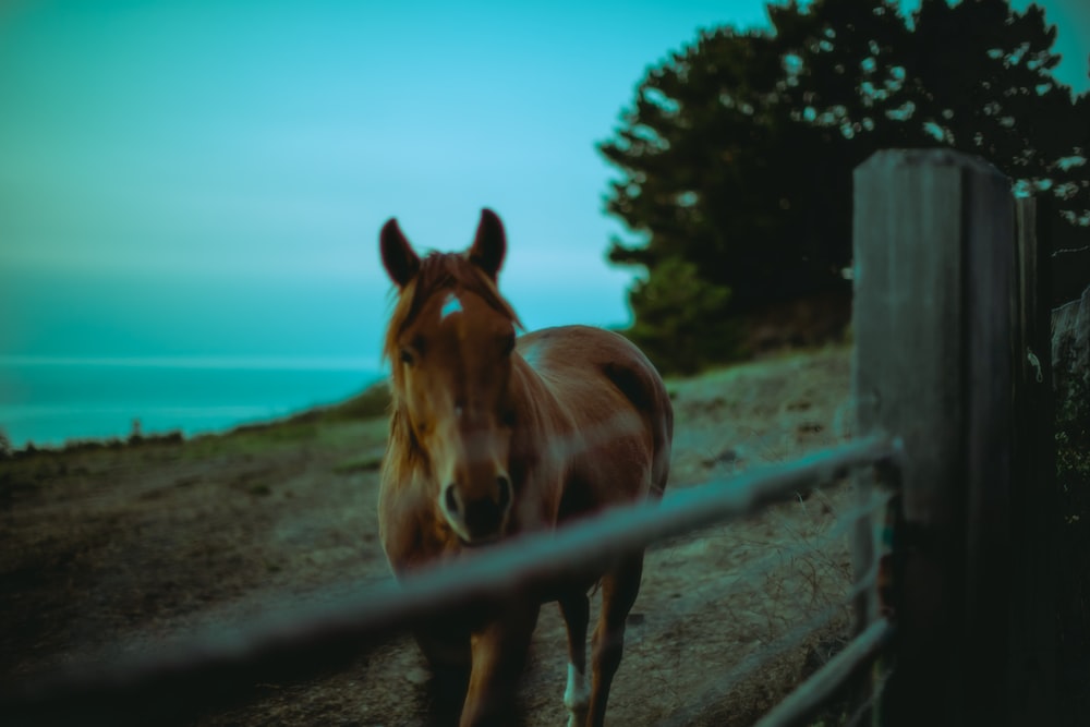 a brown horse standing on top of a dirt field