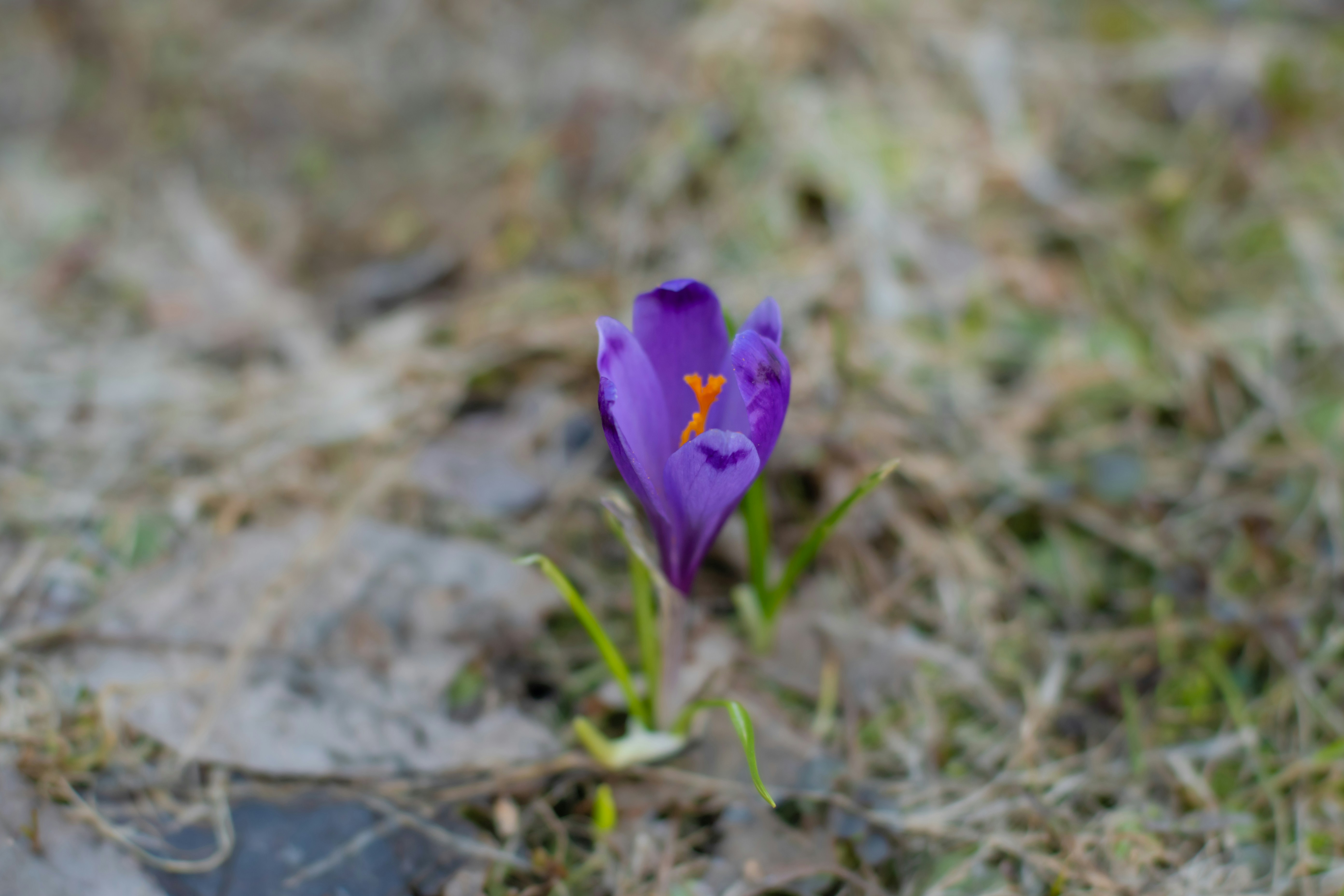 Photo by nataliaraylenegusakova