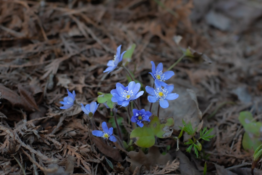 a group of blue flowers sitting on top of a forest floor