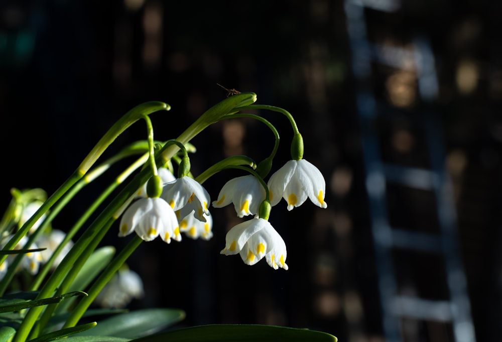 a close up of a bunch of white flowers