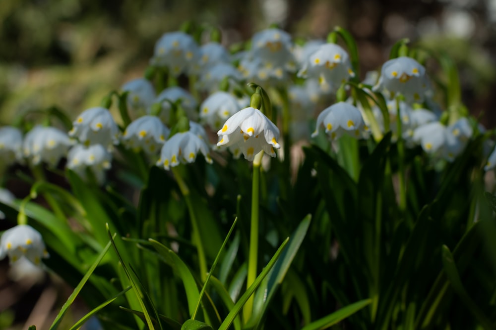 a bunch of flowers that are in the grass