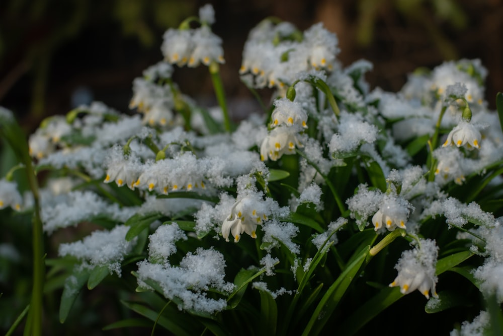 a close up of a bunch of flowers with snow on them