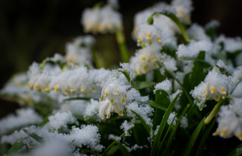 a close up of a bunch of flowers covered in snow