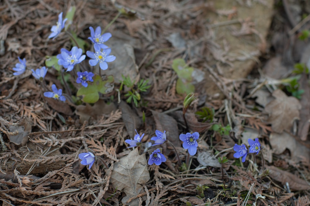 a group of small blue flowers on the ground