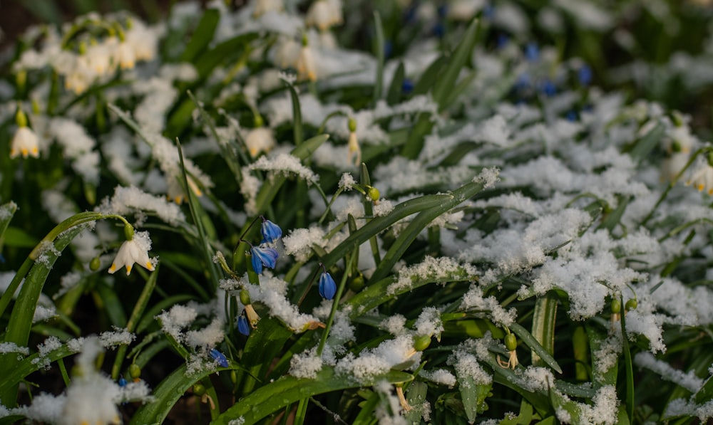 a bunch of snow covered flowers in a field