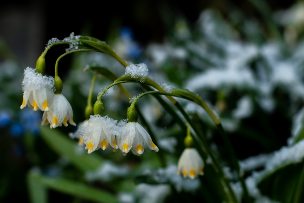 a close up of a flower with snow on it