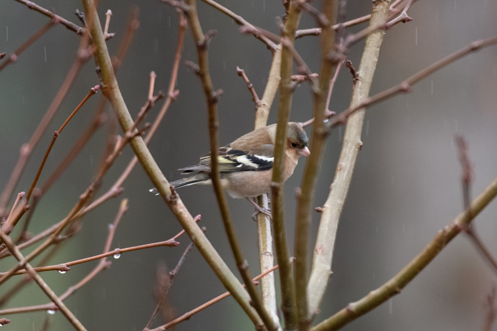 a bird perched on a tree branch in the rain