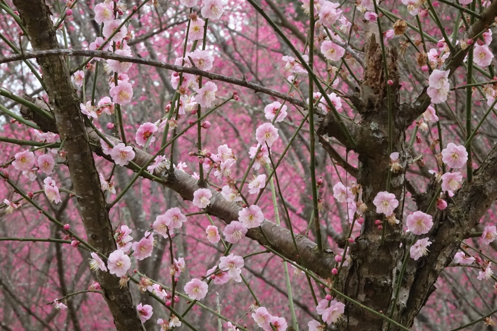 ピンク色の花が咲いている木
