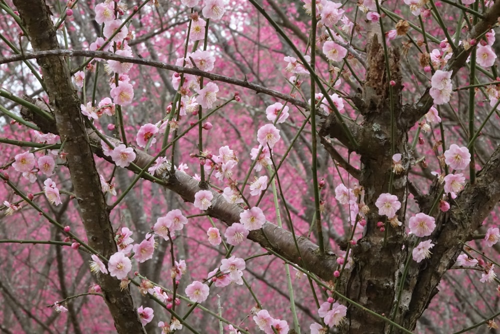 a tree that has some pink flowers on it