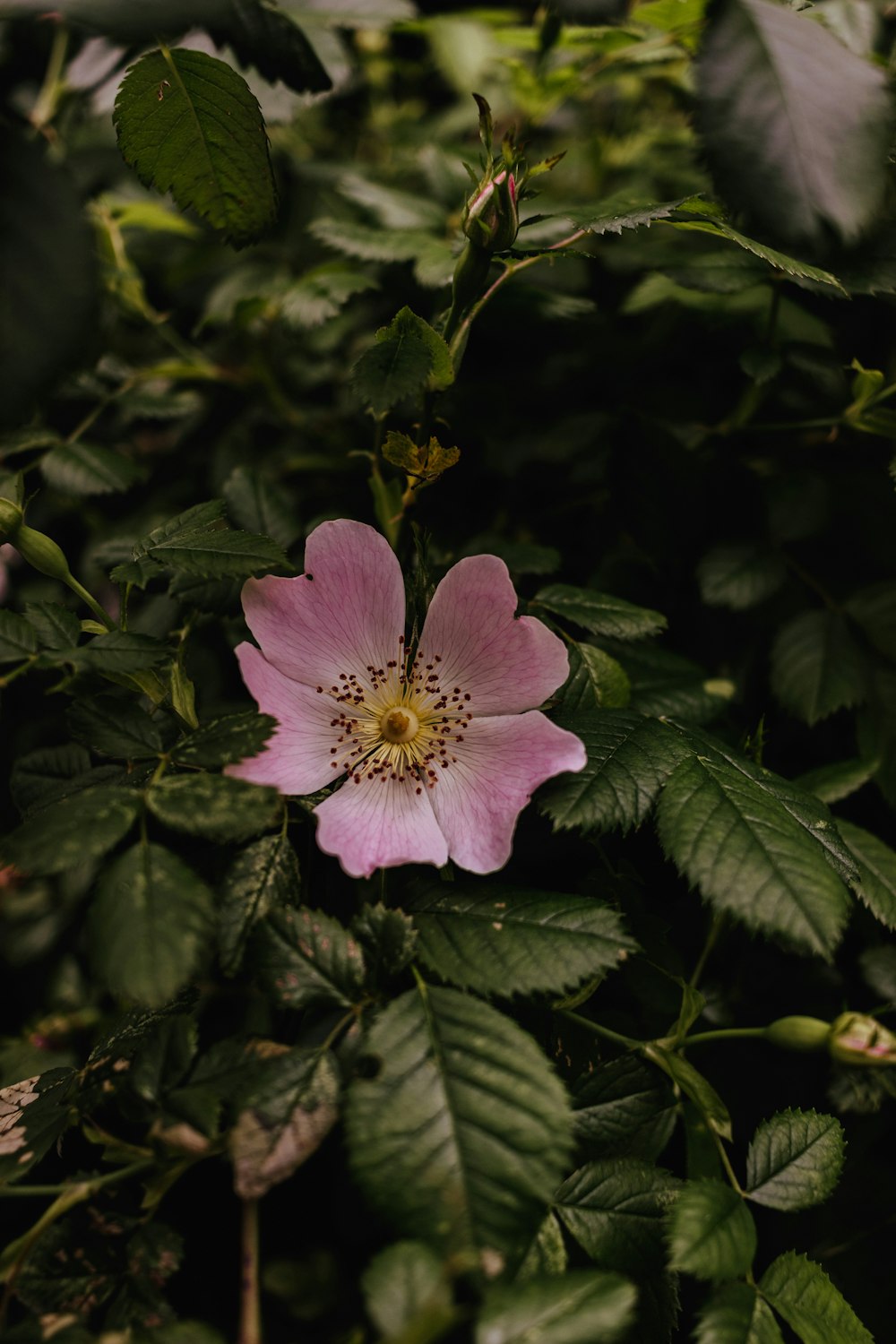 a pink flower with green leaves around it