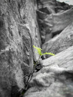 a small plant growing out of a crack in a rock