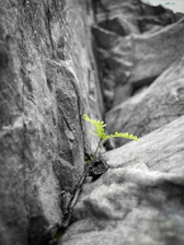 a small plant growing out of a crack in a rock