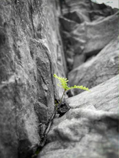 a small plant growing out of a crack in a rock