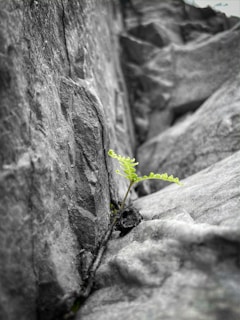 a small plant growing out of a crack in a rock