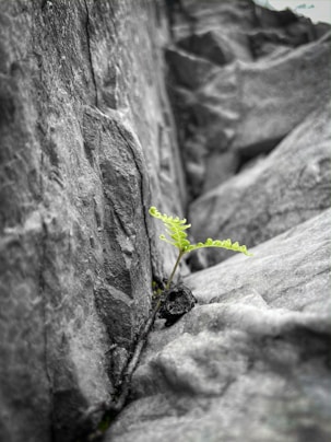 a small plant growing out of a crack in a rock