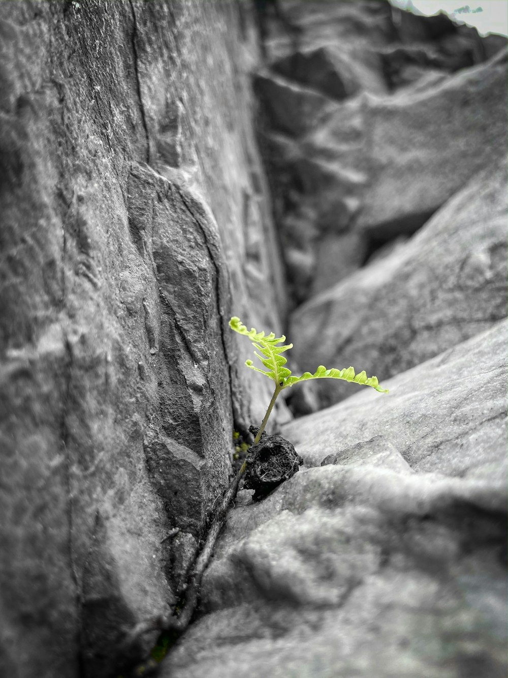 a small plant growing out of a crack in a rock