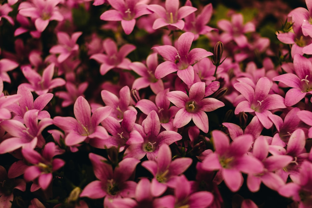 a bunch of pink flowers that are blooming