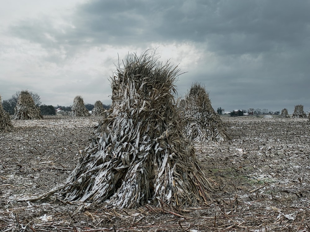 a large pile of sticks sitting on top of a dry grass field