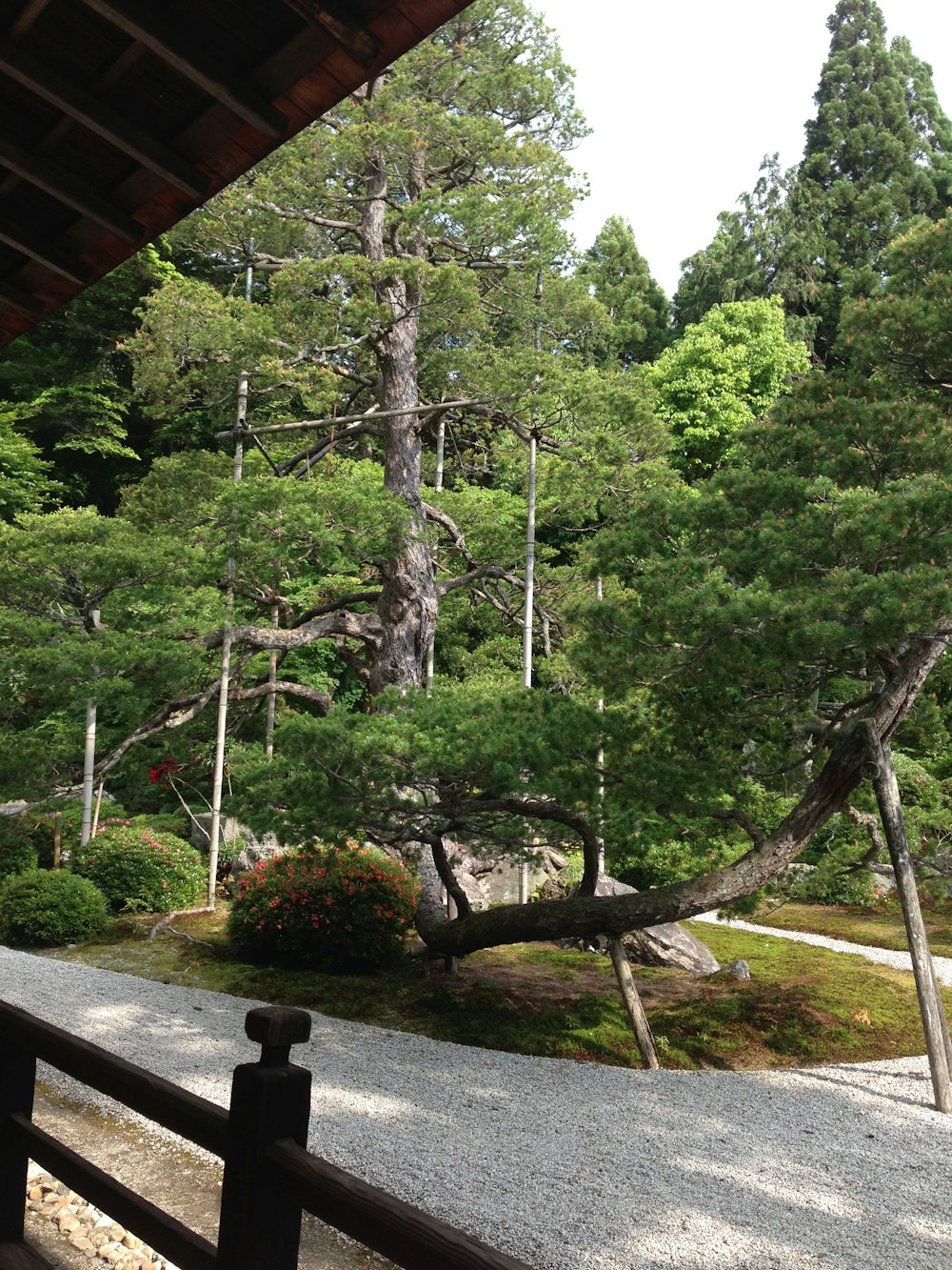 a large tree in the middle of a forest