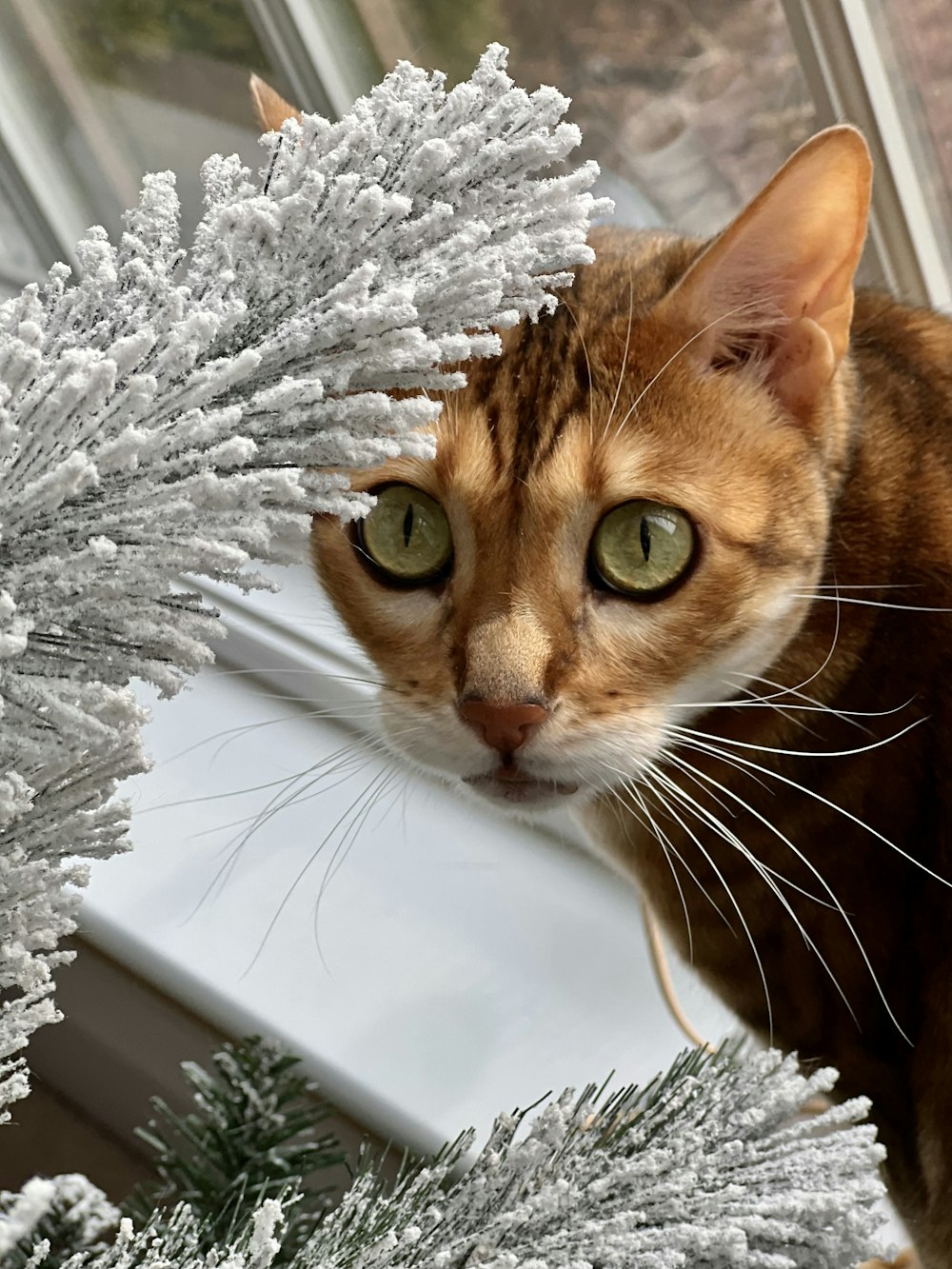 クリスマスツリーの隣に立つ猫
