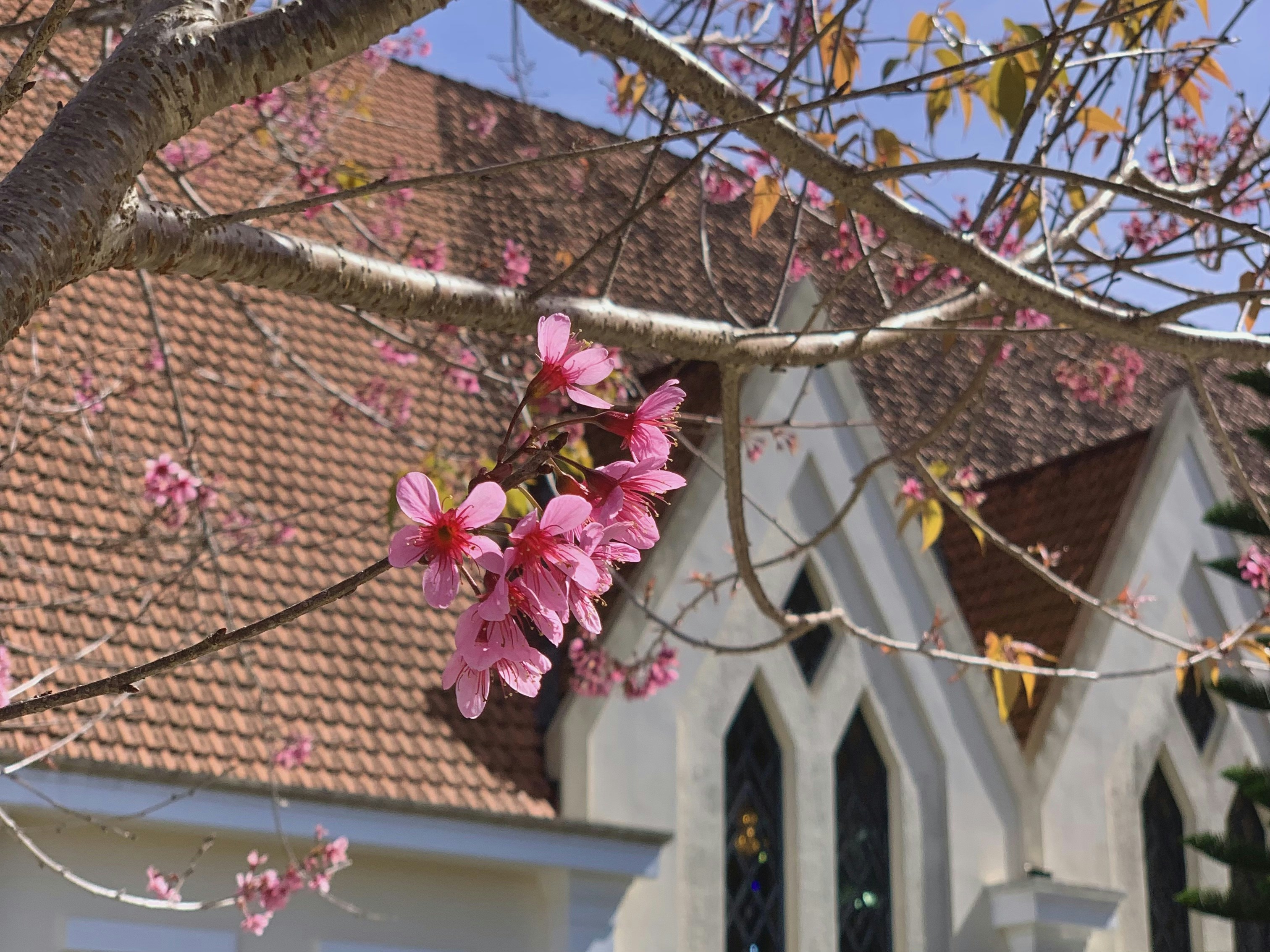 a tree with pink flowers in front of a church