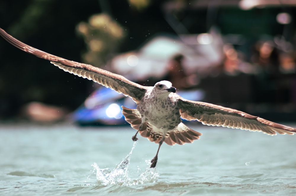 a bird flying over a body of water