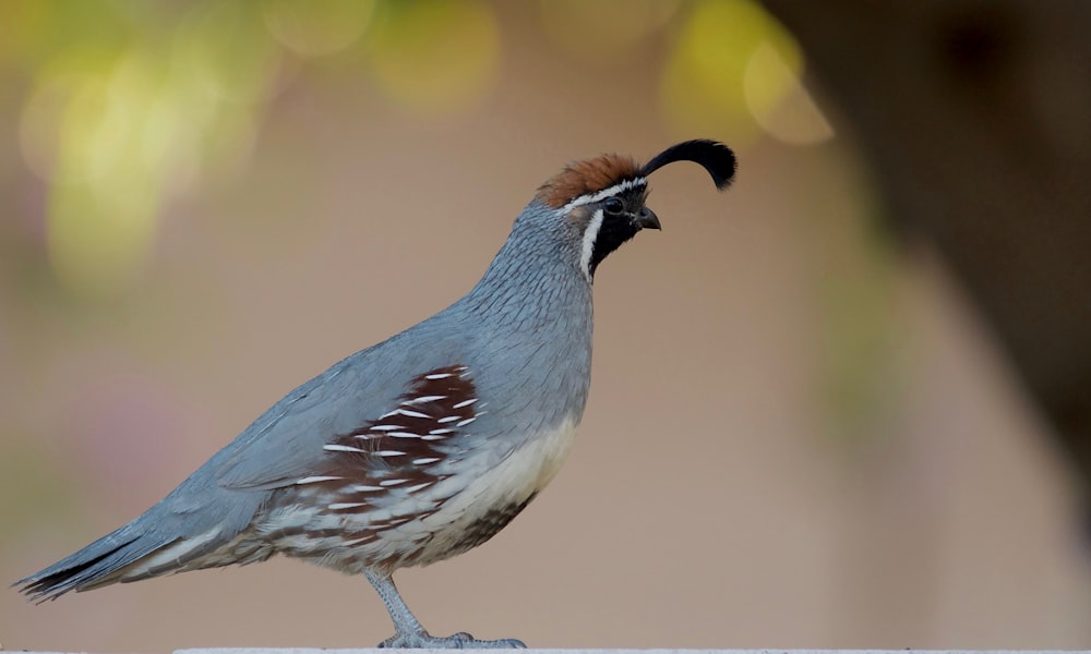 a bird with its mouth open standing on a ledge