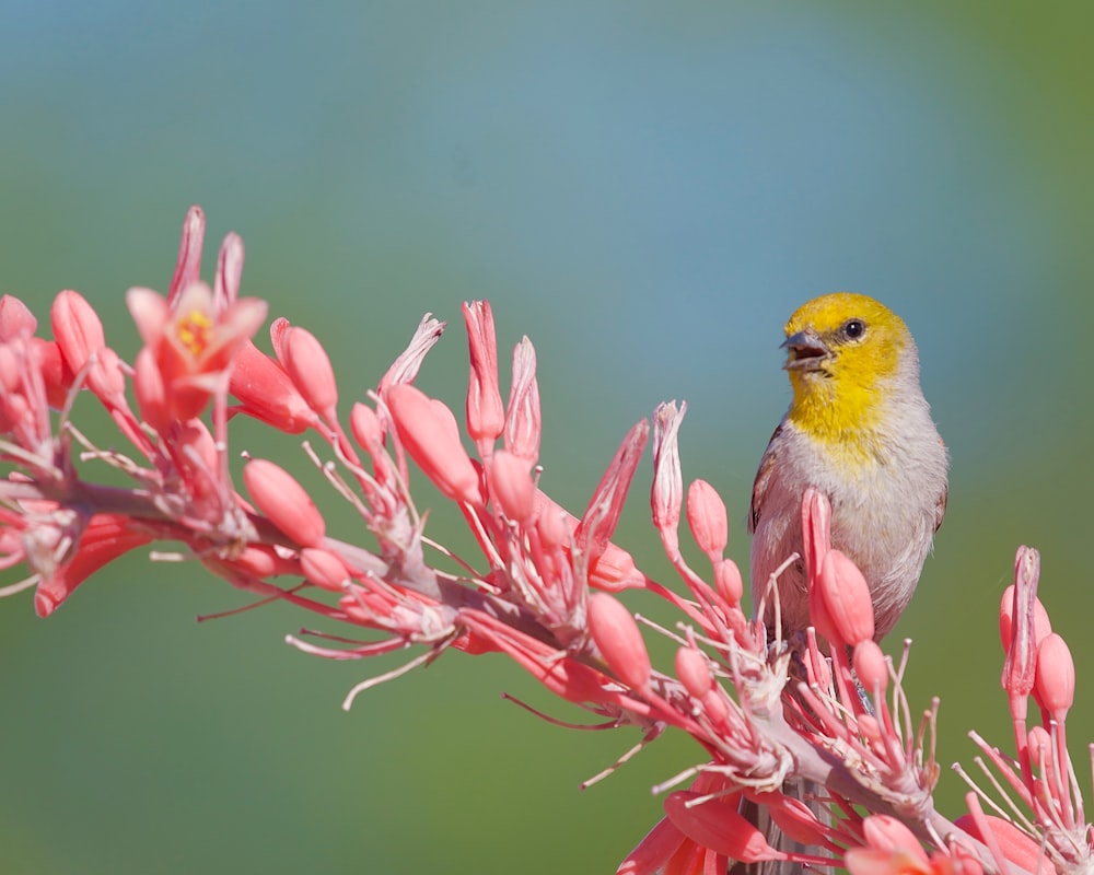 Un petit oiseau jaune et gris assis au sommet d’une fleur rose