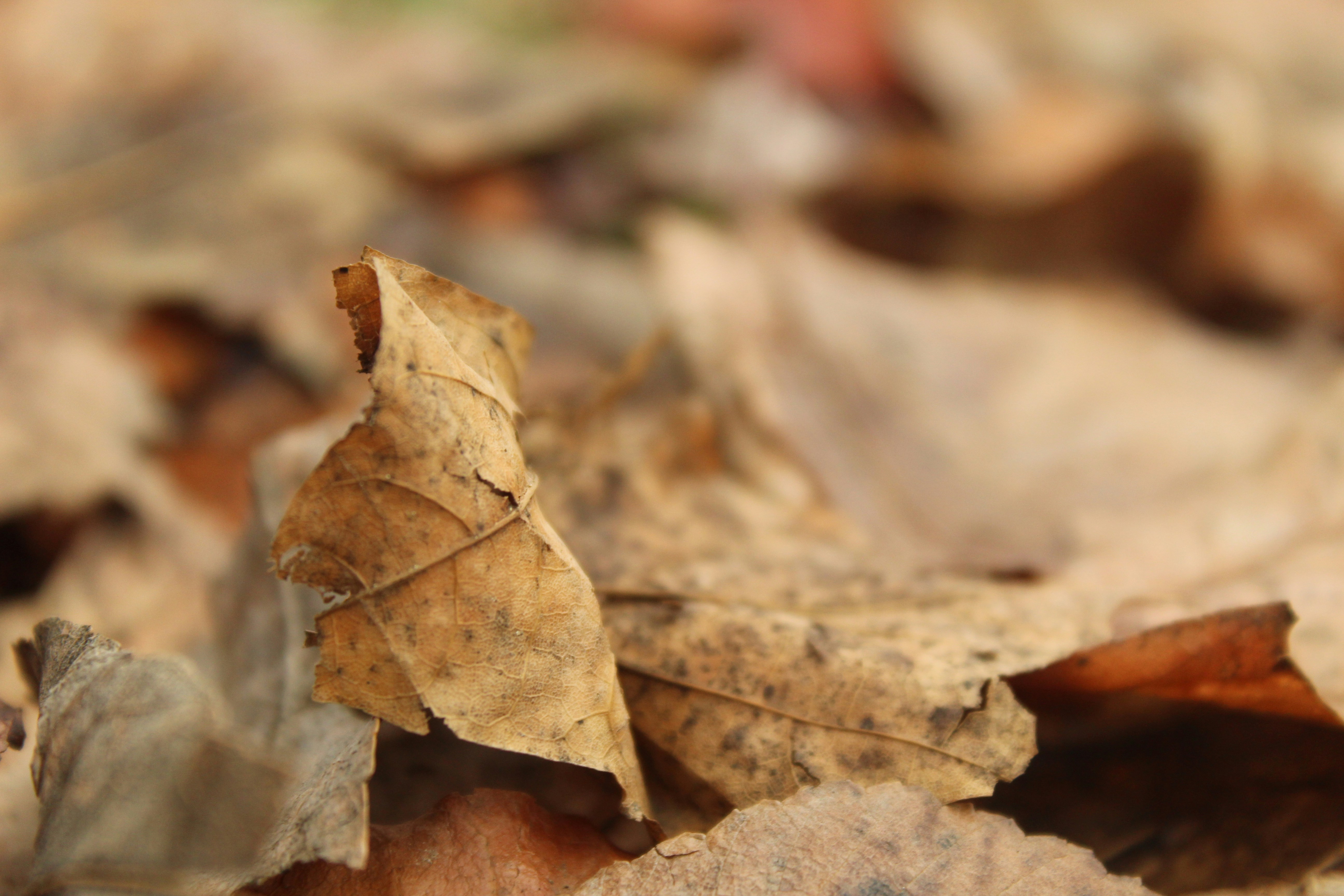 Photo by thebohowanderer