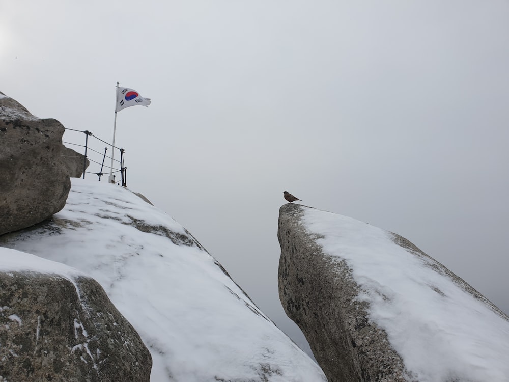 a bird is sitting on a rock with a flag