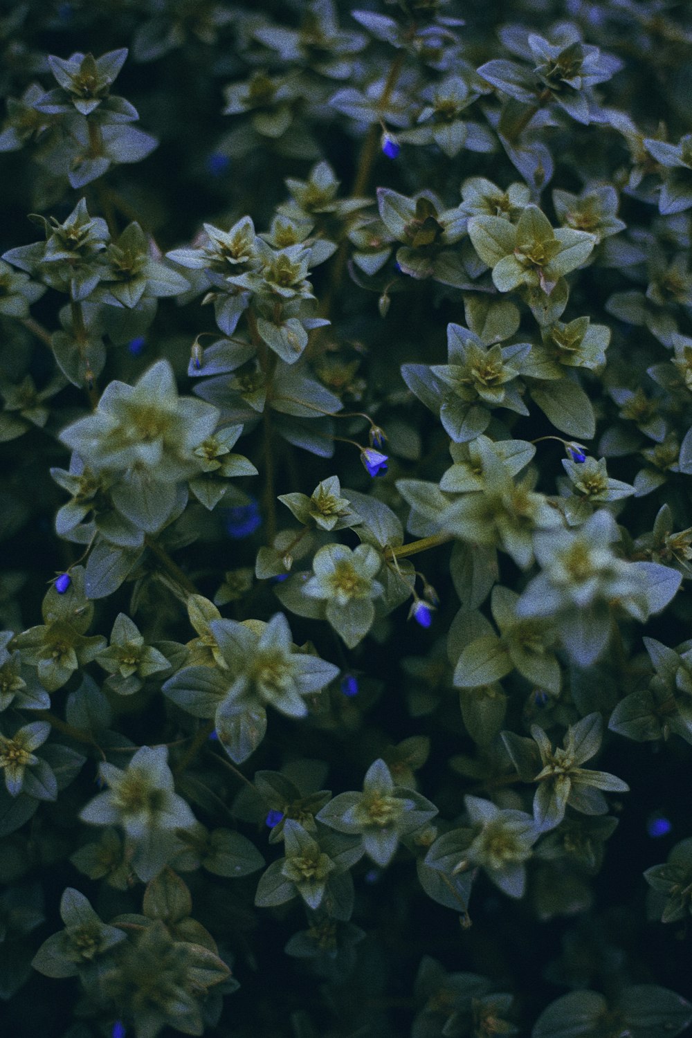 a close up of a bunch of flowers