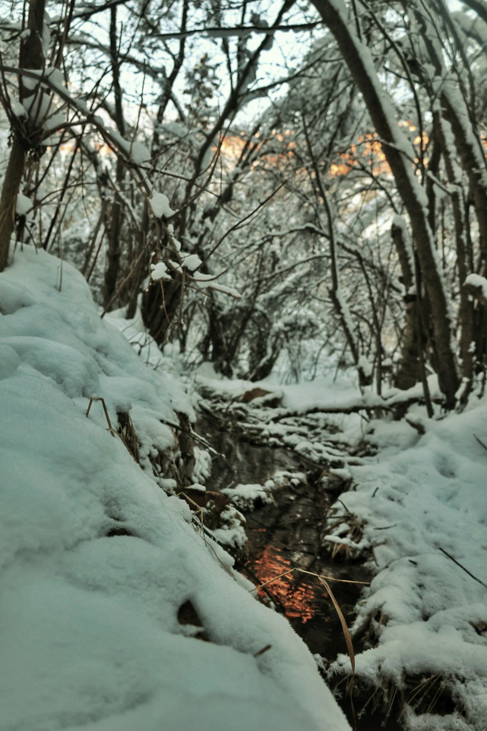 a stream running through a snow covered forest