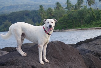A white dog with a red collar stands on large rocks by the seaside, with a backdrop of lush greenery and palm trees. The dog appears alert and content, surveying its surroundings.