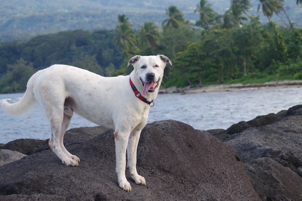 A white dog with a red collar stands on large rocks by the seaside, with a backdrop of lush greenery and palm trees. The dog appears alert and content, surveying its surroundings.