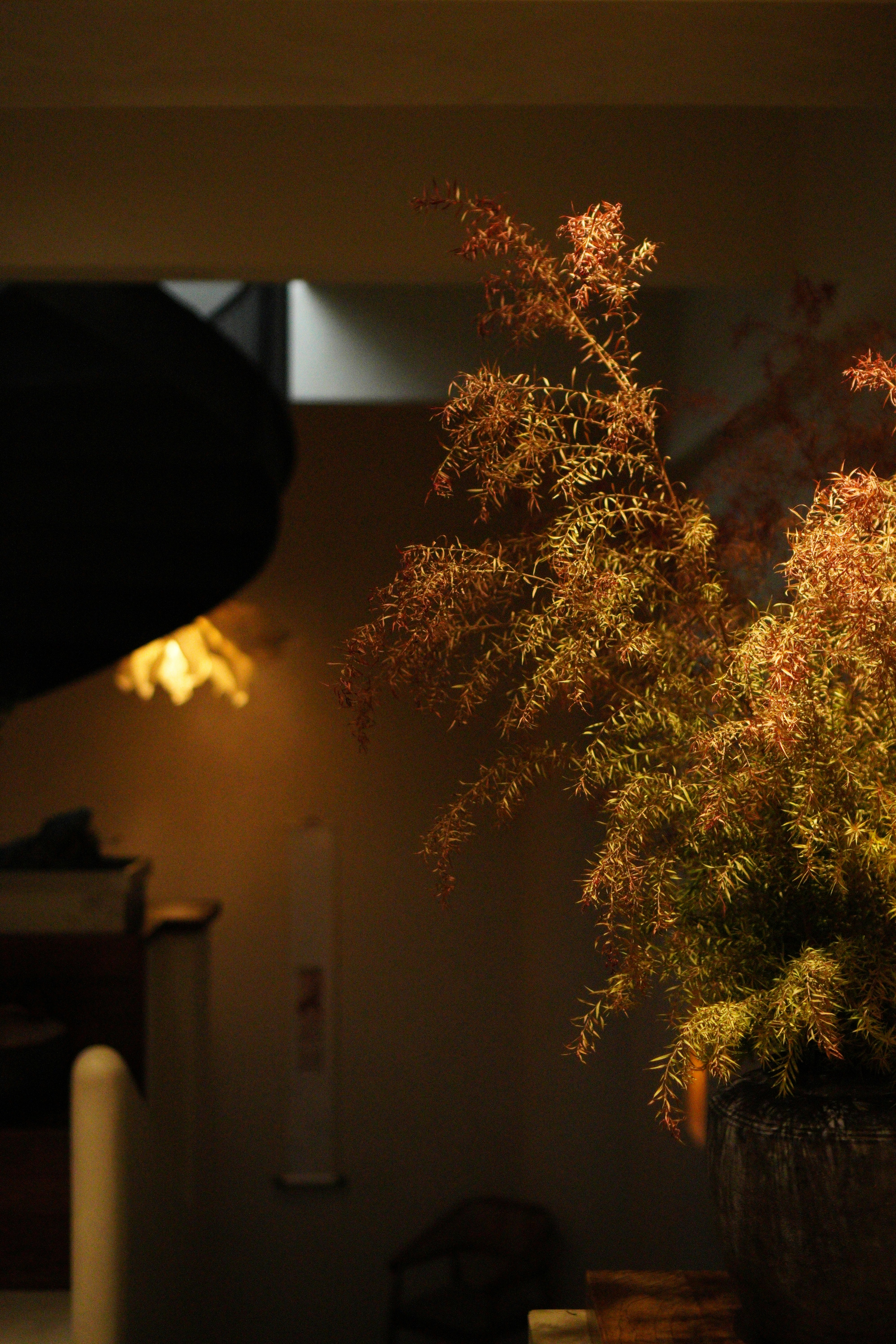 a potted plant sitting on top of a wooden table