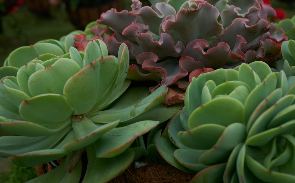 a bunch of succulents that are in a pot