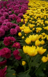 a field full of yellow and pink flowers