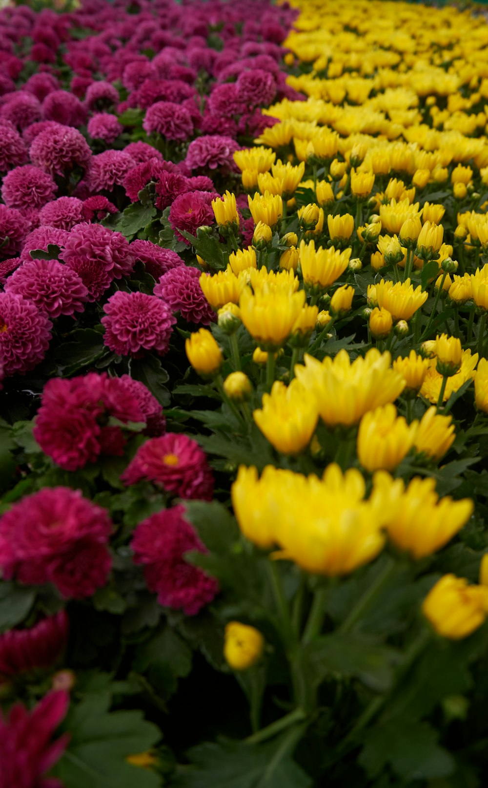 a field full of yellow and pink flowers