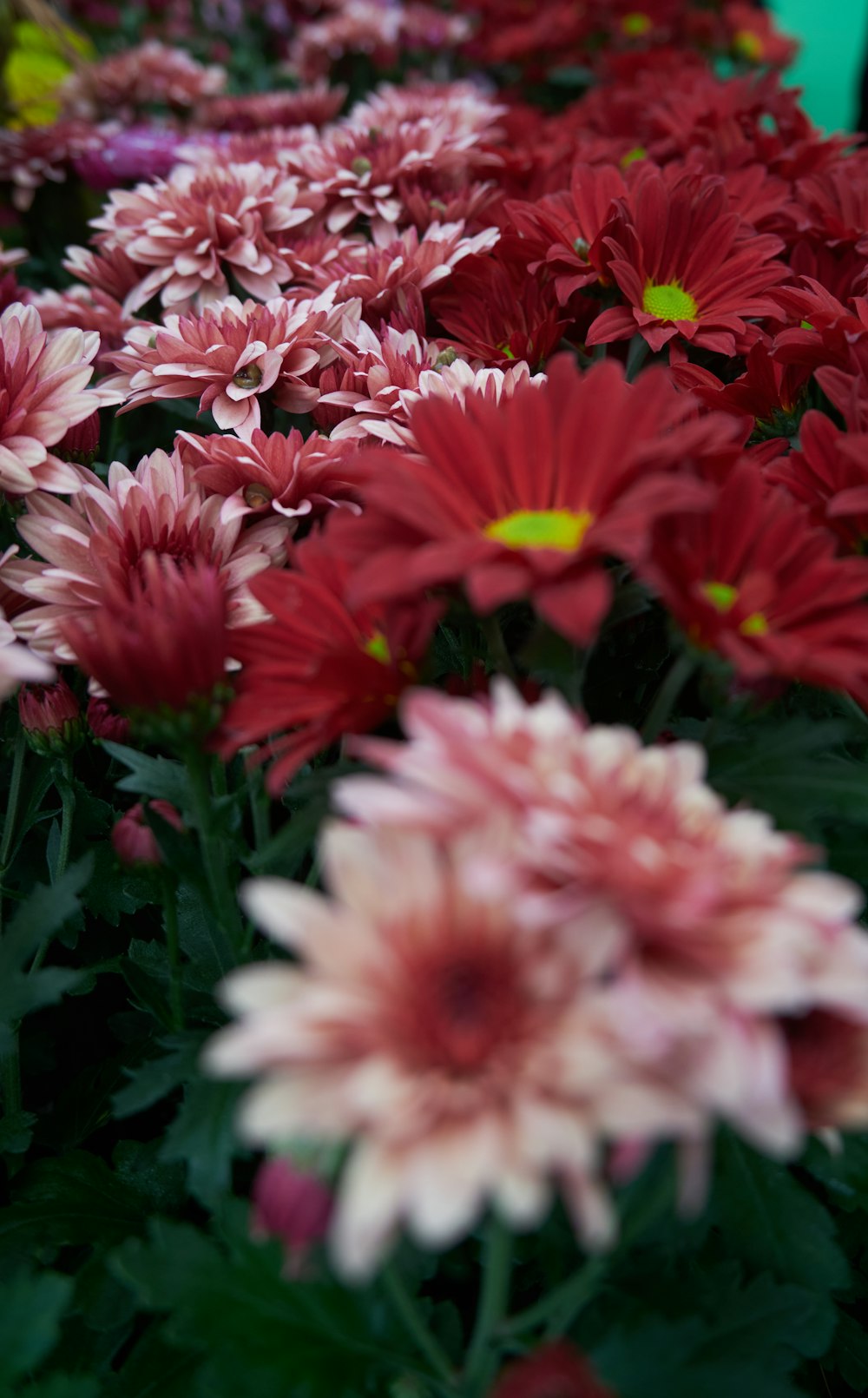 a bunch of red and white flowers in a garden