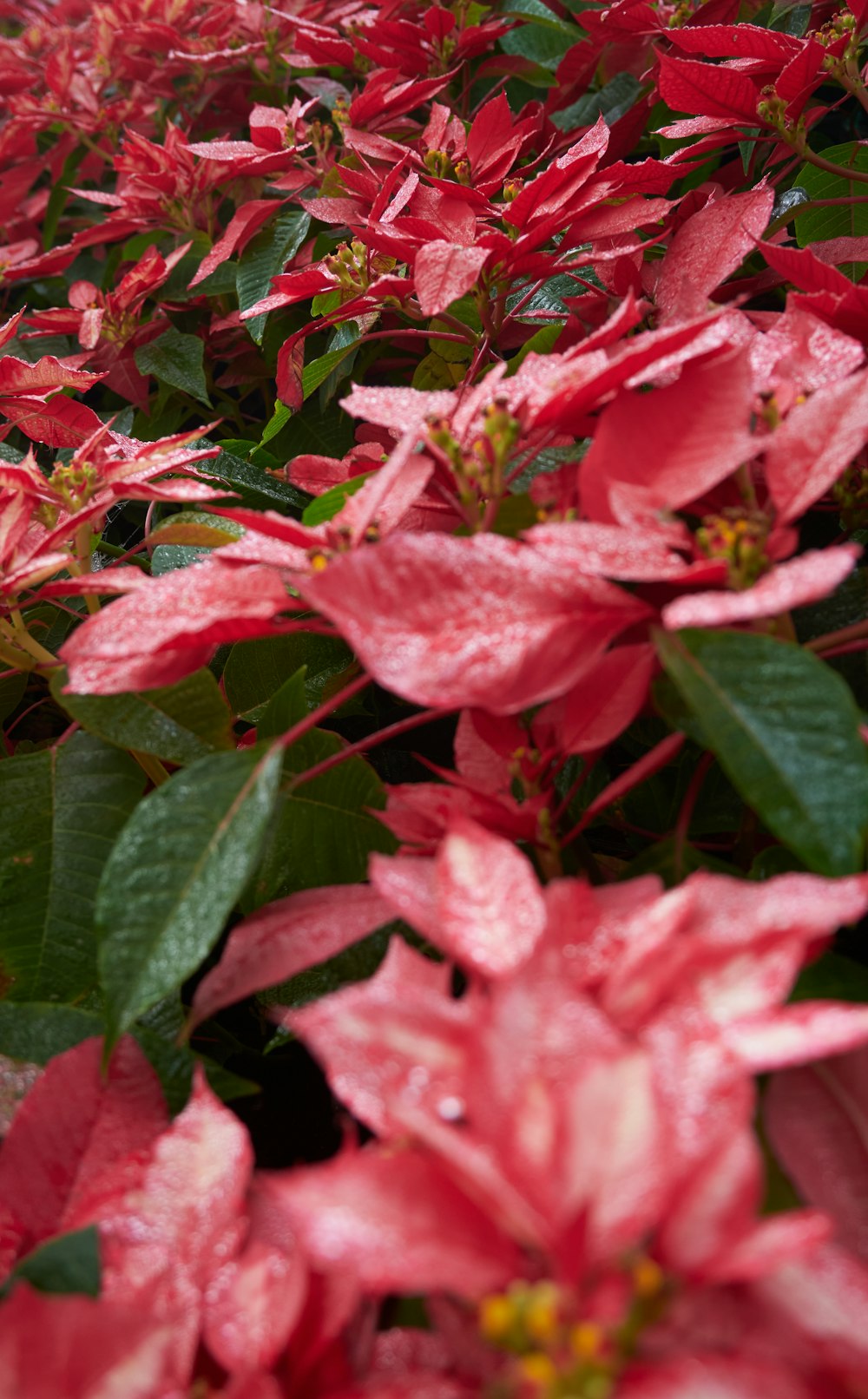 a bunch of flowers that are next to each other