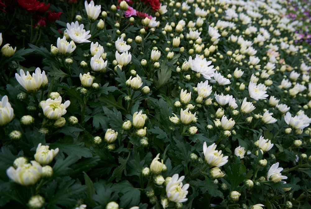 a field of white and red flowers with green leaves