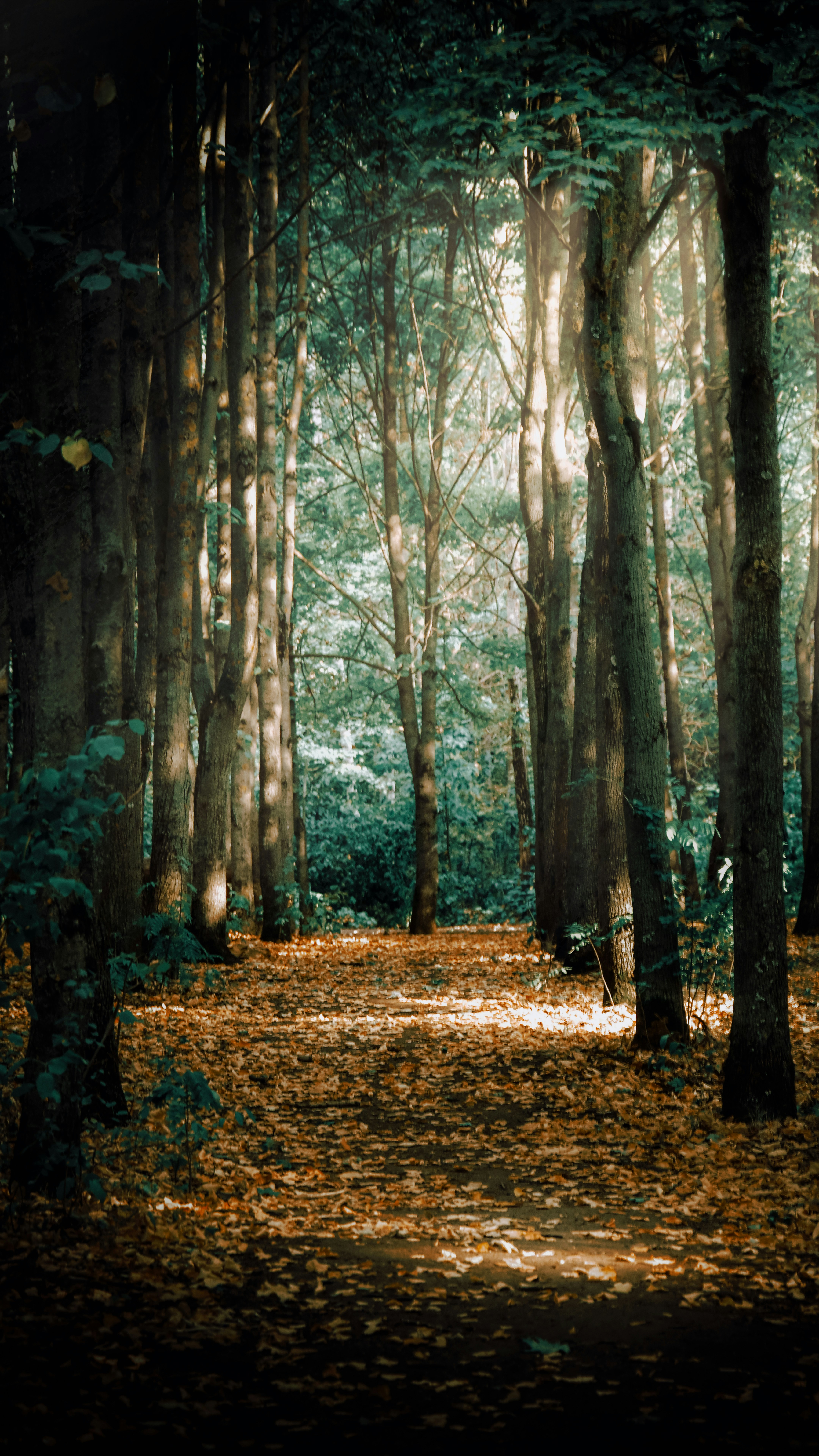 Photo by impermanent