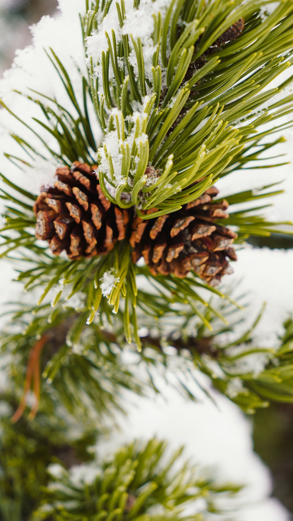 a close up of a pine tree with snow on it